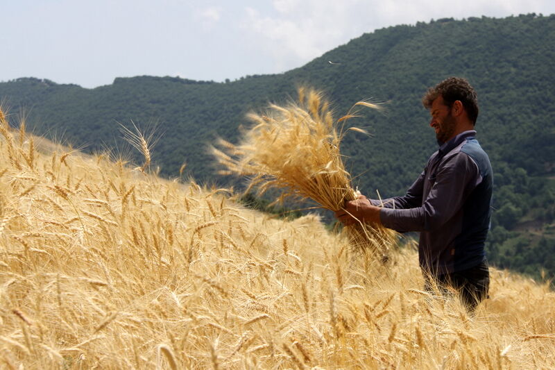 اعلام ۳ نرخ متفاوت توسط ۳ دستگاه برای نرخ خرید تضمینی گندم