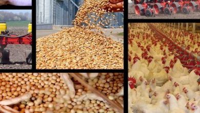 تصویر از نبی پور: یک سوم نهاده‌های دولتی را رانتی فروخته‌اند