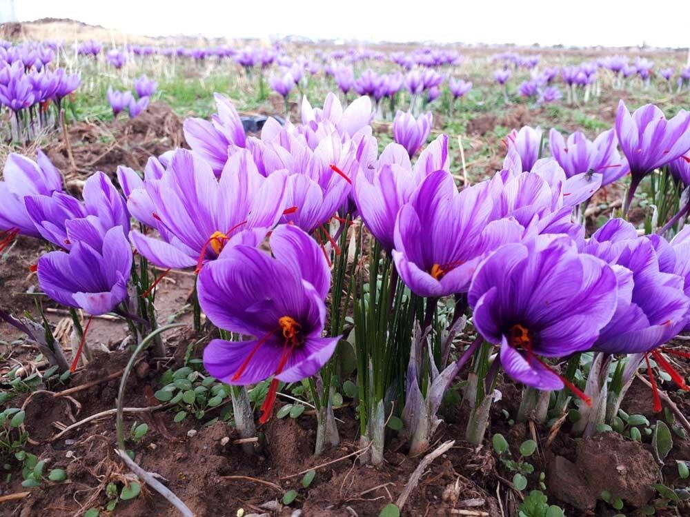 فرآوری نشدن زعفران سد راه درآمد کشاورزان