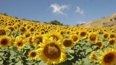 تصویر از ۴ اقدام در حال انجام برای ورود گردشگری کشاورزی به فاز اجرا