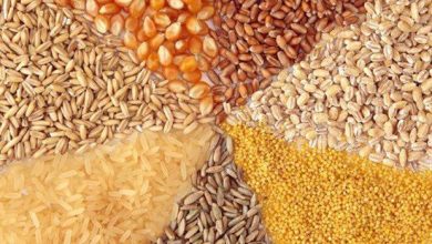 تصویر از اصلاح نرخ کنجاله سویا و بررسی اثر آن بر روی قیمت مرغ توسط سازمان حمایت