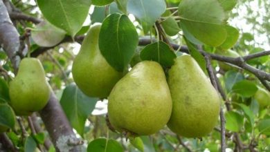 تصویر از پیش بینی برداشت ۶ هزار تن گلابی از باغات اصفهان
