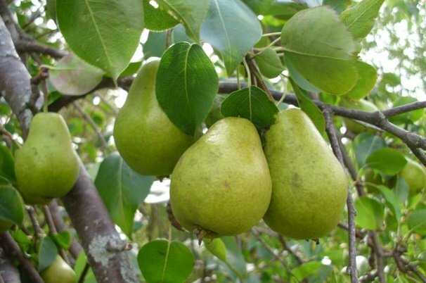 پیش بینی برداشت ۶ هزار تن گلابی از باغات اصفهان