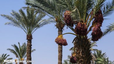 تصویر از طرح حمایتی نگهداری خرما در سیستان و بلوچستان اجرا می شود