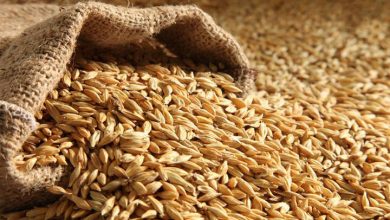 تصویر از تدابیر ویژه برای واردات جو/ واردات کالاهای اساسی به شیوه اعتباری مجاز شد