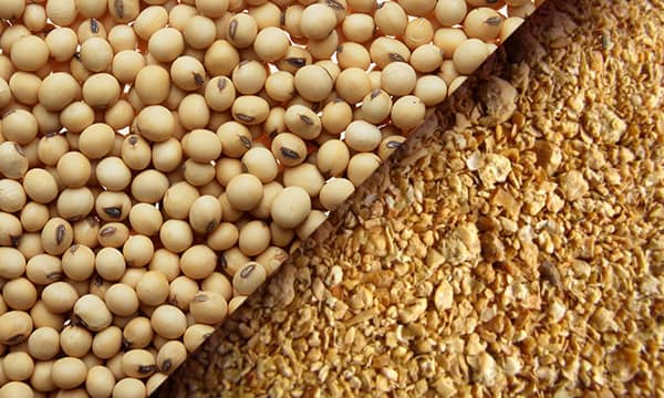 معمای بازار نهاده دام/قیمت جهانی کنجاله سویا با دلار ۲۷ هزار تومانی نصف قیمت بازار ایران