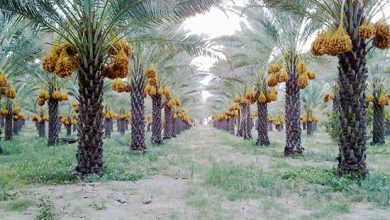 تصویر از تونس چگونه اولین صادرکننده خرمای جهان شد؟/ شرایط برای ایران هم مهیاست