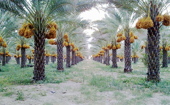 تونس چگونه اولین صادرکننده خرمای جهان شد؟/ شرایط برای ایران هم مهیاست