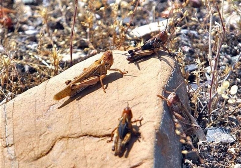 اولین گله ملخهای صحرایی برای زمستان گذرانی دوباره به ایران آمدند