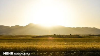 تصویر از کمبود هزار تنی بذر گندم در لرستان/ افزایش قیمت کود پتاسه و فسفاته