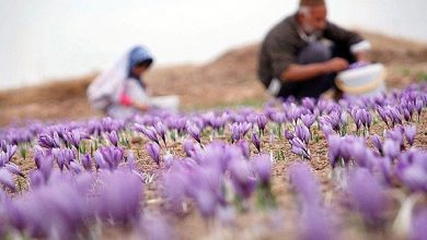 تصویر از روایت دختر کار آفرین در سال جهش تولید/ کشت دو هکتار زعفران
