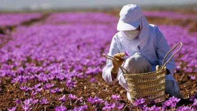 تصویر از آغاز برداشت زعفران از مزارع گلپایگان