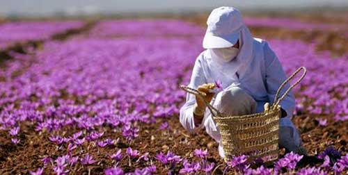 آغاز برداشت زعفران از مزارع گلپایگان