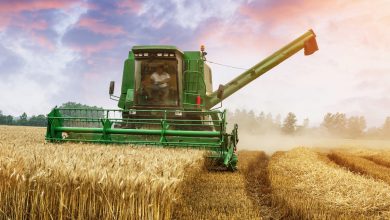 تصویر از عدم تعیین صحیح قیمت خرید تضمینی گندم باعث واردات خواهد شد