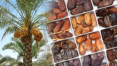 تصویر از فرآوری خرما نیاز دشتستان