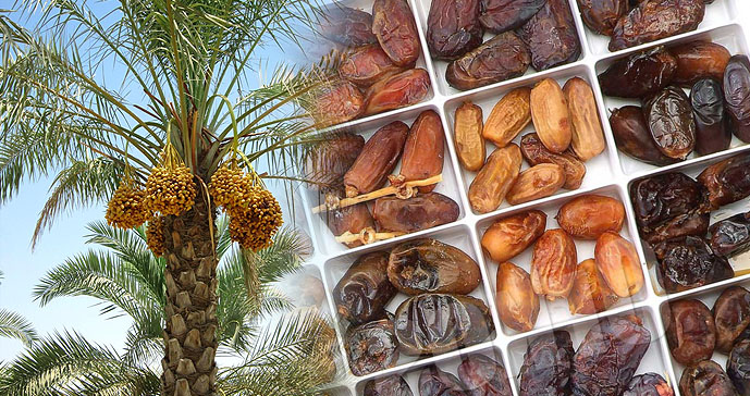 فرآوری خرما نیاز دشتستان