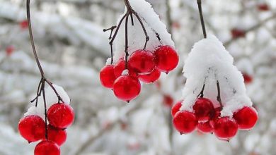 تصویر از سرما، تهدیدی برای اقتصاد باغداران و کشاورزان استان مرکزی