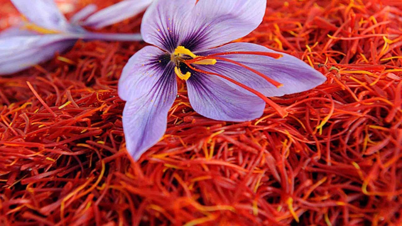 طلای سرخ کویر، نسخه‌ای شفابخش در بحران آب
