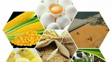 تصویر از نهاده‌های واردشده با ارز دولتی سر از بازار سیاه درمی‌آورند