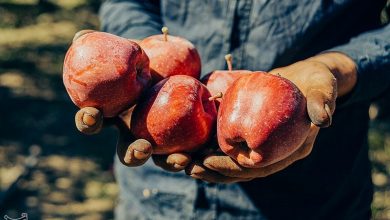 تصویر از یک میلیون و ۳۰۰ هزار تن سیب برای شب عید ذخیره می‌شود