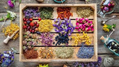 تصویر از اراضی زیر کشت گیاهان دارویی در چهارمحال و بختیاری افزایش می یابد