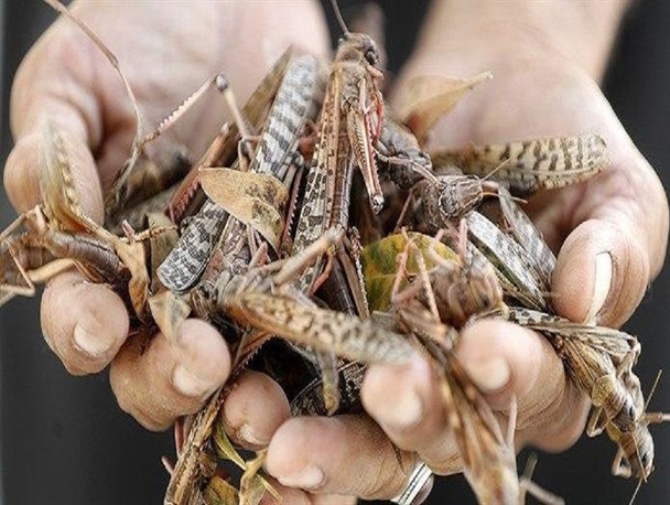 مدیر جهاد کشاورزی گناوه: کشاورزان کانون ملخ‌های صحرایی را اطلاع دهند