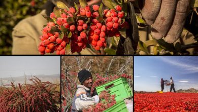تصویر از توسعه کشت زرشک در اصفهان/ ۷۰ تن محصول برداشت شد
