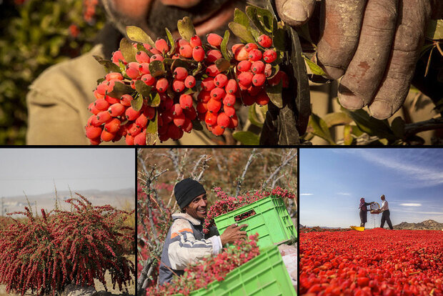 توسعه کشت زرشک در اصفهان/ ۷۰ تن محصول برداشت شد