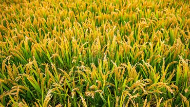 تصویر از ۱۸۵۰۰ تن برنج از شالیزارهای شوشتر برداشت شد