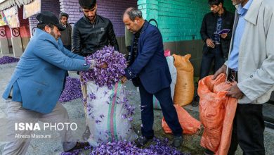 تصویر از قیمت زعفران بالا می‌رود/کشاورزان عجله نکنند