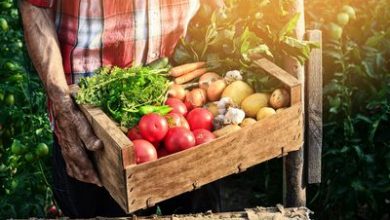 تصویر از مسئولیت تنظیم بازار عمده فروشی مرغ و گوشت به جهادکشاورزی بازگشت