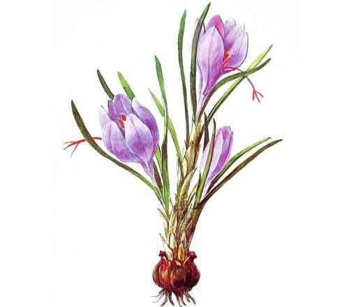 خزانه پیازچه زعفران در استان چهارمحال وبختیاری احداث شده است