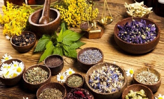 ۴۴۸ هکتار از مزارع گیاهان دارویی قم به کشت گل‌محمدی اختصاص دارد