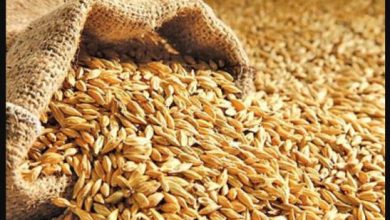 تصویر از اختصاص ارز ترجیحی برای ترخیص بذور علوفه‌ای