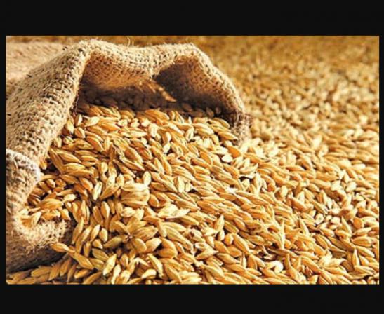 اختصاص ارز ترجیحی برای ترخیص بذور علوفه‌ای