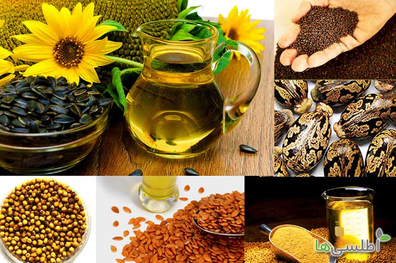چرا در تولید دانه های روغنی خودکفا نمی شویم؟