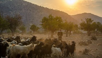 تصویر از تردد دام عشایر بدون کارت ممنوع شد
