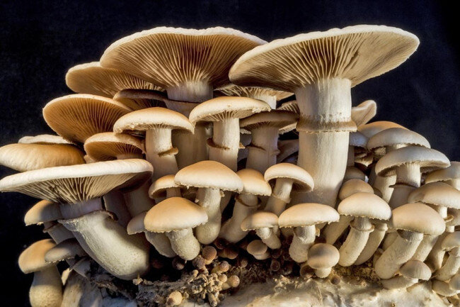 پیش‌بینی تولید ۱۸۰ هزار تن قارچ در سال جاری