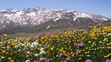 تصویر از اختصاص بیشترین سهم کشاورز کارت کشور به کردستانی ها