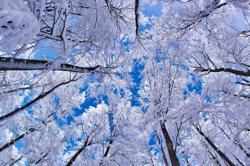هواشناسی ایران ۹۹/۱۰/۲۴|آغاز بارش برف و باران از فردا/ هشدار مهم سازمان هواشناسی به کشاورزان