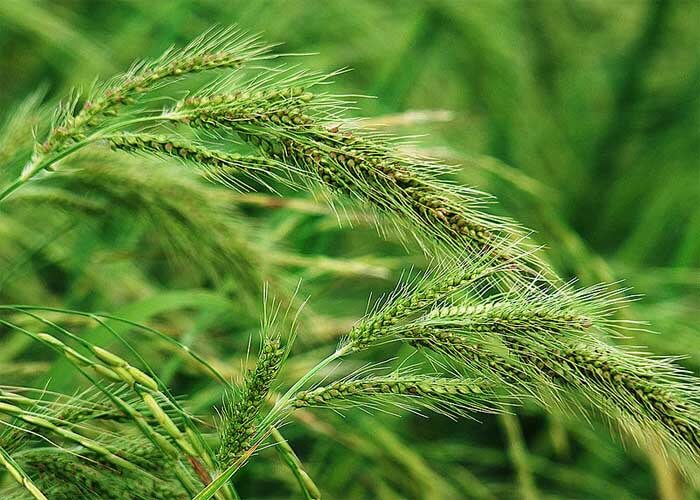 راه مبارزه با علف هرز «یولاف وحشی» چیست؟